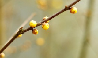 形容黄腊梅句子 赞美黄腊梅的句子