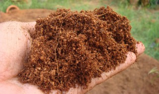 椰砖跟土怎么配合用 椰砖怎么跟土壤混合