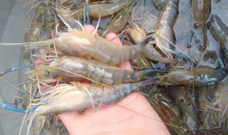 如何做泰式罗氏虾 如何做泰式罗氏虾仁