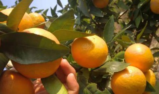 冬天柑橘如何管理（冬天柑橘如何管理好）