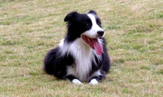 描写边牧外貌的句子 对边牧的描写