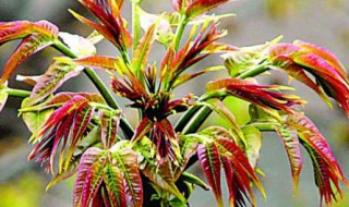 立夏以后香椿叶能吃吗 立夏以后香椿叶能吃吗有毒吗