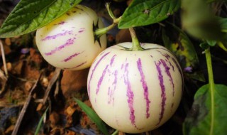 人参果种植方法与栽培技巧（人参果的栽培方法）