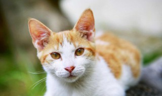 猫咪不吃食怎么解决（猫咪不吃食怎么解决办法）