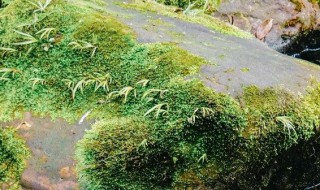 水管里的青苔怎么弄才可以弄掉 水管里的青苔怎么弄才可以弄掉一些