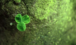 水泥地上的青苔怎么永久清除 水泥地上的青苔怎么永久清除掉