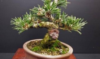 盆景的盆松养殖方法(盆景的盆松养殖方法是什么)