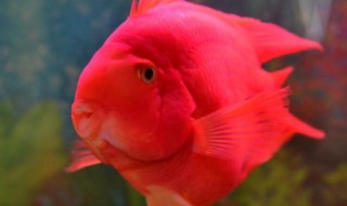 养鹦鹉鱼换水方法 养鹦鹉鱼如何换水