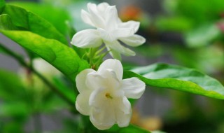 茉莉花高压繁殖方法（茉莉花可以高压繁殖吗）