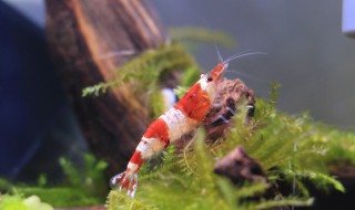 养小虾要吃什么（养小虾要给小虾吃什么）