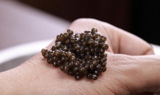 鲟鳇鱼籽是否要冷冻（鲟鱼能冷冻吗）