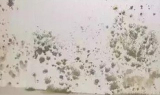 梅雨季节家里发霉怎么办（梅雨季节房间发霉怎么办）