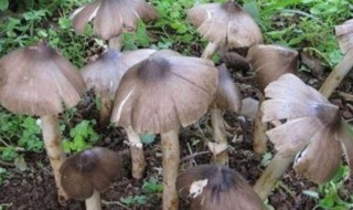 鸡枞菌可以冷冻保存吗 鸡枞菌可以冷冻保存吗多久