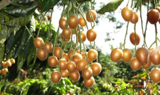 新鲜黄皮果怎么保存 新鲜黄皮果怎么保存时间长