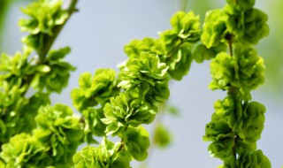 榆钱怎么清洗干净 榆钱的洗法