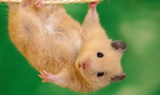 如何给仓鼠准备食物 如何给仓鼠准备食物吃