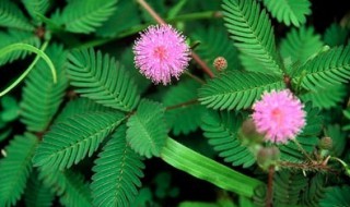 描写含羞草的句子 描写含羞草的句子简短