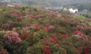 百里杜鹃什么时候开 百里杜鹃什么时候开始