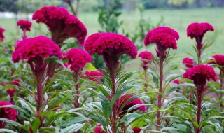 养鸡冠花的技巧(养鸡冠花的技巧和方法)