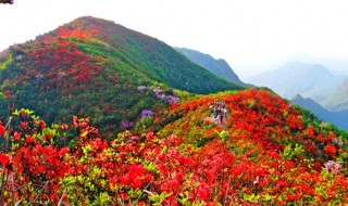 百里杜鹃花期 百里杜鹃花期是几月