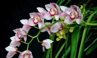 描写大花蕙兰的唯美句子（形容大花蕙兰的句子）