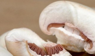 新鲜口蘑不焯水可以吗 新鲜口蘑不焯水有毒吗