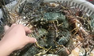 澳龙龙虾放速冻还是保鲜（澳洲龙虾放保鲜还是冷冻）