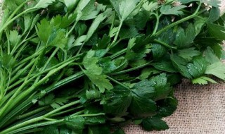 欧芹和香菜的区别 欧芹跟香芹有什么区别