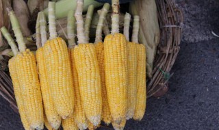 一根玉米的可食用重量（一根玉米的可食用重量是多少克）