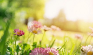 2021春天朋友圈文案 2021新春朋友圈文案