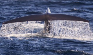 最大的鲸类是什么 最大的鲸是哪种