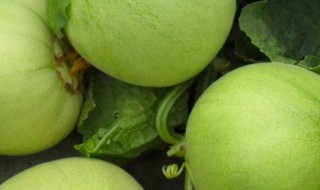 香瓜是水果吗(香瓜是水果吗?怎么吃)