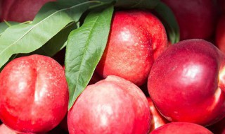 香瓜和油桃能一起吃吗 香瓜和油桃能一起吃吗?