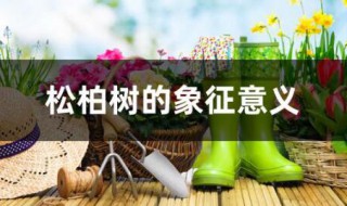 松柏象征什么意义（松柏象征意义是什么）