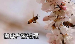 蜜蜂是怎么采蜜的（蜜蜂是怎么采蜜的视频）