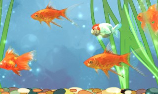 养鱼的水有什么要求（养鱼的水要怎么养）