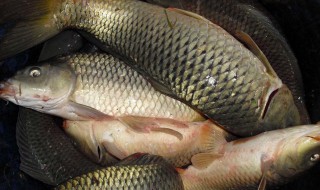 钓大鱼有什么好方法技巧(钓大鱼有什么技巧和方法)