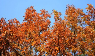 描写大自然句子 描写大自然句子50字