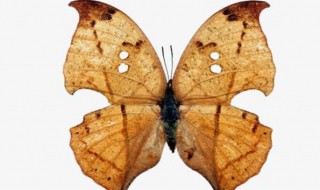 枯叶蝶是保护动物吗（枯叶蝶是保护动物吗视频）