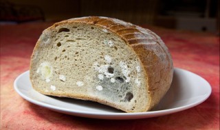 面包发霉的条件（面包发霉的条件教学设计）