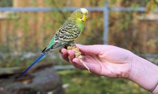 养虎皮鹦鹉对人的危害 养虎皮鹦鹉对人的危害大吗