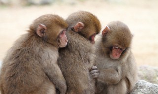 猴子的寿命(猴子的寿命的1/5相当于骆驼寿命的1/6)