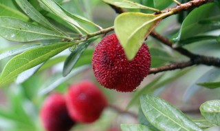 杨梅有点发霉可以吃吗（杨梅有点发霉还能吃吗）