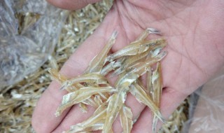 水晶鱼的营养价值(水晶鱼是淡水鱼吗)