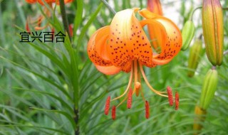 宜兴百合和兰州百合的区别 百合是宜兴的好还是兰州的好