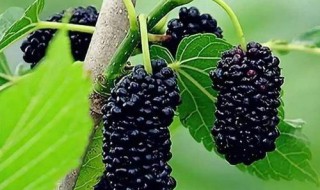 桑葚怎么保存时间长(桑葚怎么保存时间长一点)