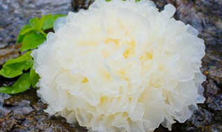 新鲜银耳怎么保存 新鲜银耳怎么保存?可以保存多久?