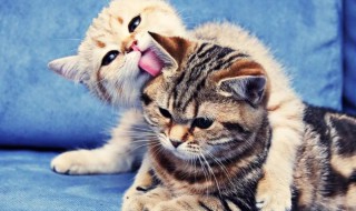 猫咪口臭怎么解决 猫咪口臭怎么解决食欲好