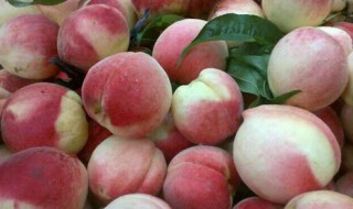 白凤桃和水蜜桃的区别 白凤桃跟水蜜桃的区别