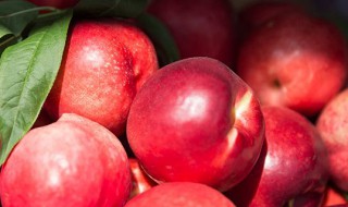 油桃和毛桃的区别 油桃跟毛桃的区别